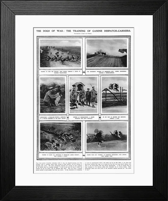 Framed Print : The Dogs of War - training messenger dogs at Shoeburyness Framed Print : The Dogs of War - training messenger dogs at Shoeburyness
