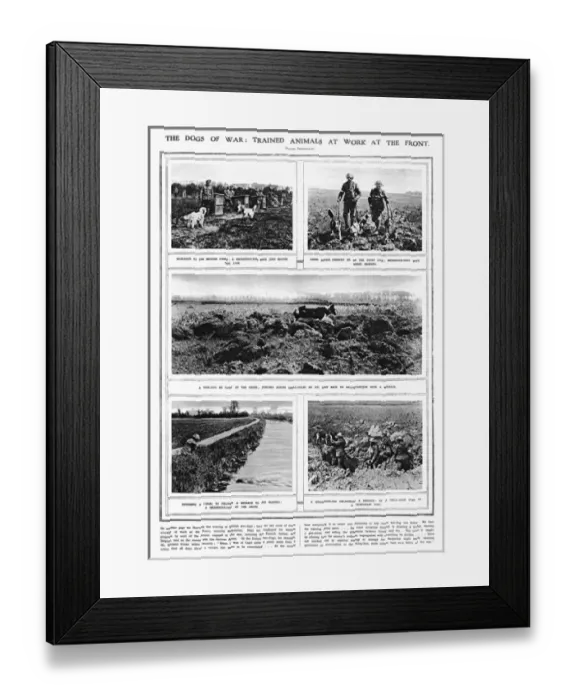 Framed Print : The Dogs of War - trained animals at work at the front Framed Print : The Dogs of War - trained animals at work at the front