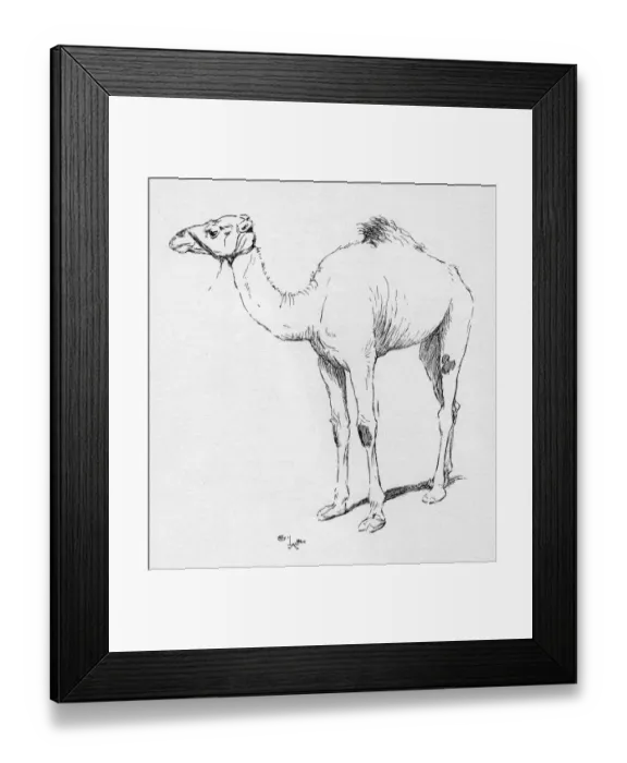 Framed Print : Illustration by Cecil Aldin, The Camel Framed Print : Illustration by Cecil Aldin, The Camel