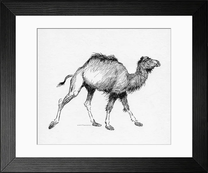 Framed Print : Illustration by Cecil Aldin, The Dromedary Framed Print : Illustration by Cecil Aldin, The Dromedary