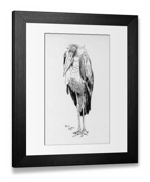 Framed Print : Illustration by Cecil Aldin, The Adjutant Bird Framed Print : Illustration by Cecil Aldin, The Adjutant Bird