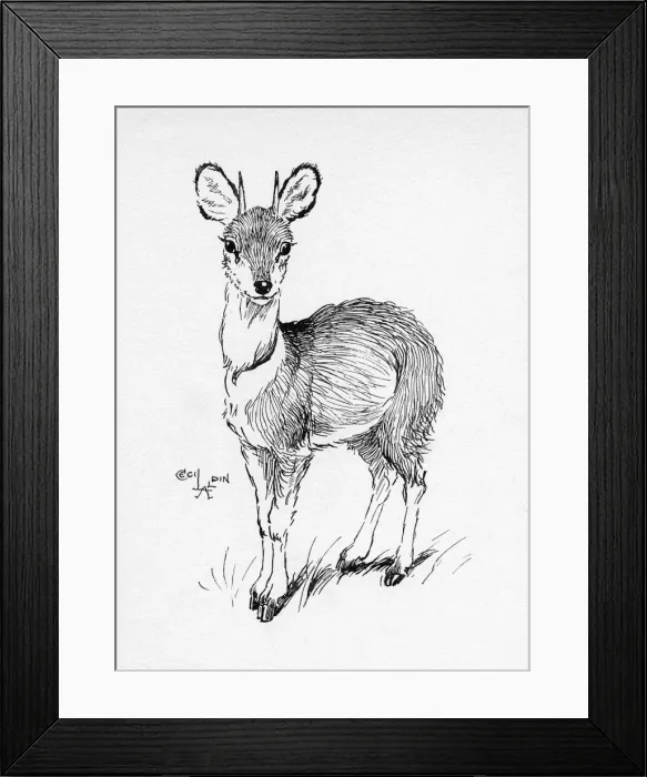 Framed Print : Illustration by Cecil Aldin, The Klipspringer Framed Print : Illustration by Cecil Aldin, The Klipspringer
