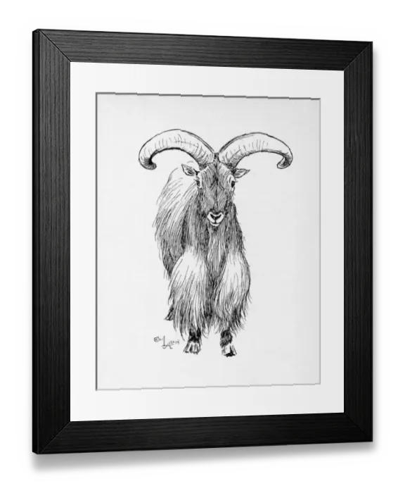 Framed Print : Illustration by Cecil Aldin, The Barbary Sheep