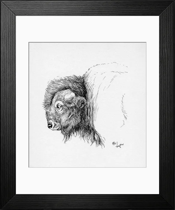 Framed Print : Illustration by Cecil Aldin, The Bison Framed Print : Illustration by Cecil Aldin, The Bison