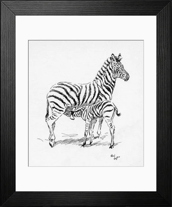Framed Print : Illustration by Cecil Aldin, The Zebra Framed Print : Illustration by Cecil Aldin, The Zebra