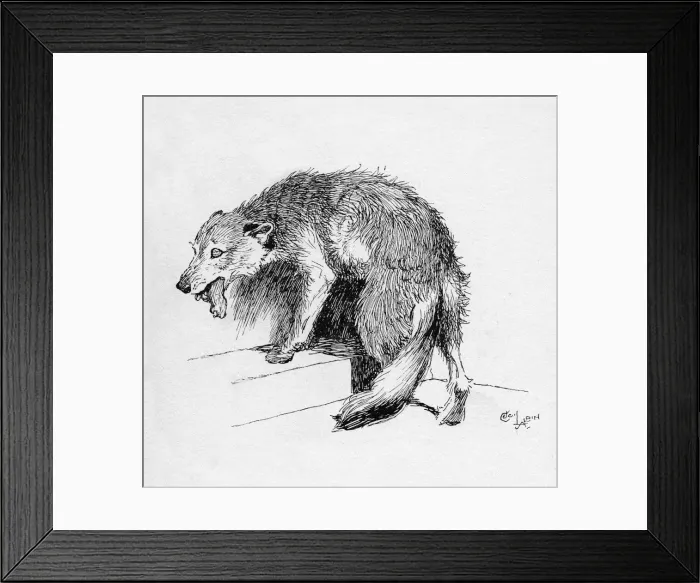 Framed Print : Illustration by Cecil Aldin, The Rough Fox Framed Print : Illustration by Cecil Aldin, The Rough Fox