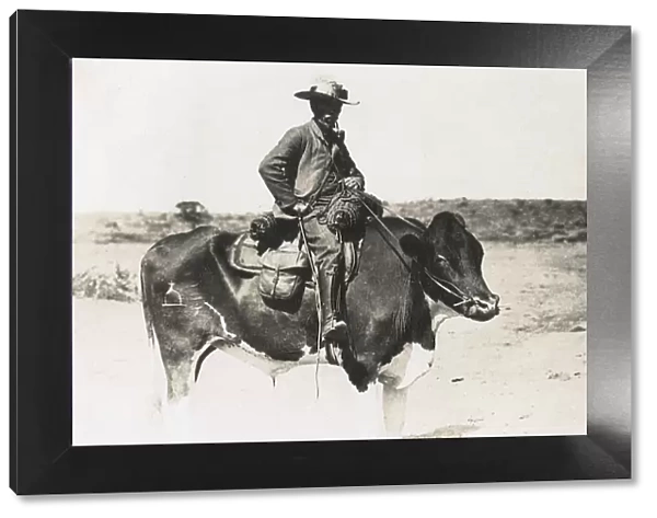 Man riding a cow, Windhoek, south west Africa