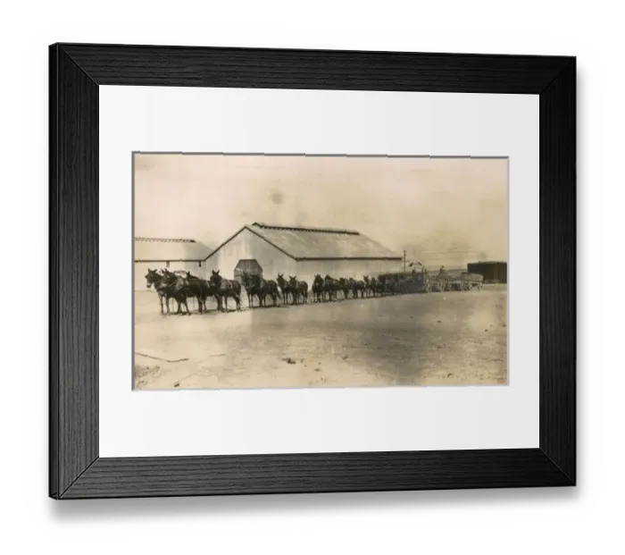 Framed Print : Team of 20 mules, High Point, North Carolina, USA Framed Print : Team of 20 mules, High Point, North Carolina, USA