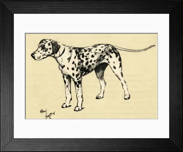 Framed Print : Illustration by Cecil Aldin, a Dalmatian Framed Print : Illustration by Cecil Aldin, a Dalmatian