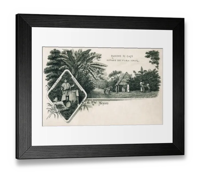 Framed Print : Coffee ranch in the state of Veracruz, Mexico Framed Print : Coffee ranch in the state of Veracruz, Mexico