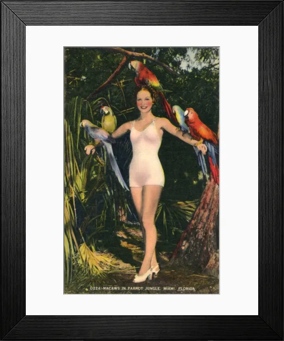 Framed Print : Macaws in Parrot Jungle, Miami, Florida, USA Framed Print : Macaws in Parrot Jungle, Miami, Florida, USA