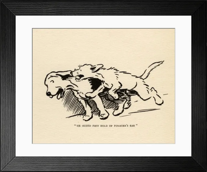 Framed Print : Rags attacks Forager outside Tabithas window sill Framed Print : Rags attacks Forager outside Tabithas window sill