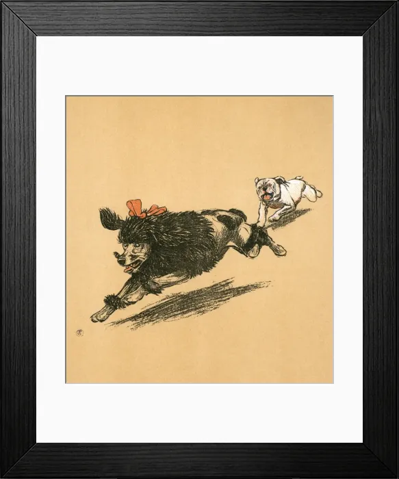 Framed Print : White bulldog puppy chases black French poodle Framed Print : White bulldog puppy chases black French poodle