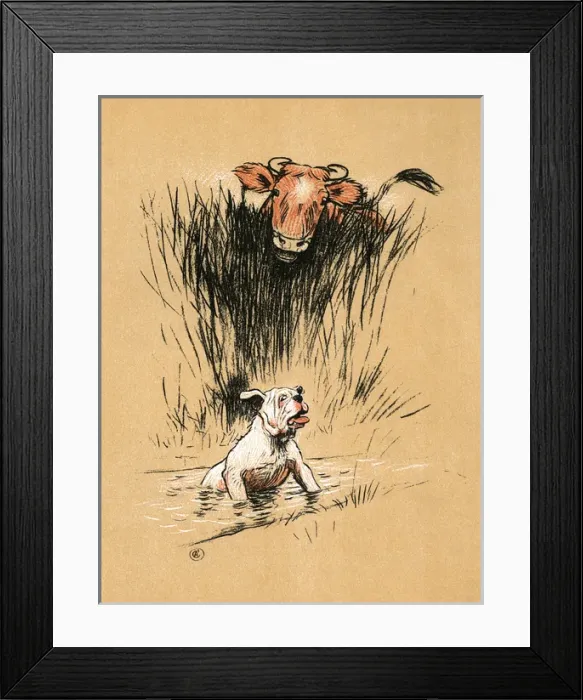 Framed Print : White bulldog thrown into the water by a bull in a field Framed Print : White bulldog thrown into the water by a bull in a field