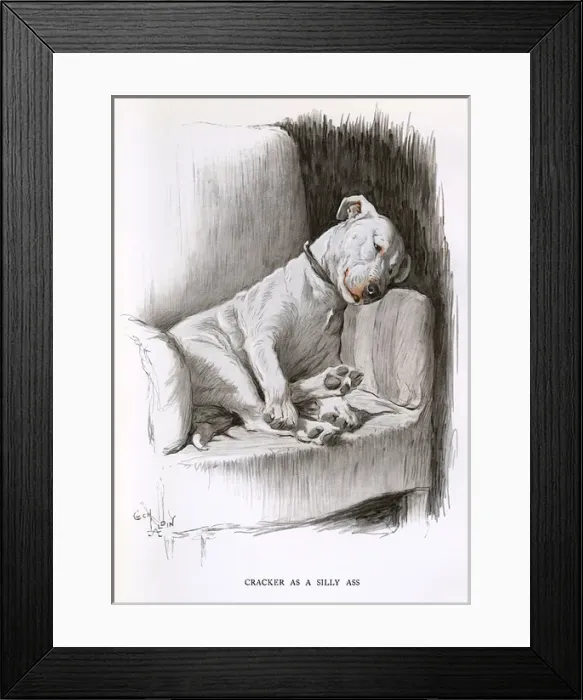 Framed Print : Bull terrier relaxing in an armchair Framed Print : Bull terrier relaxing in an armchair
