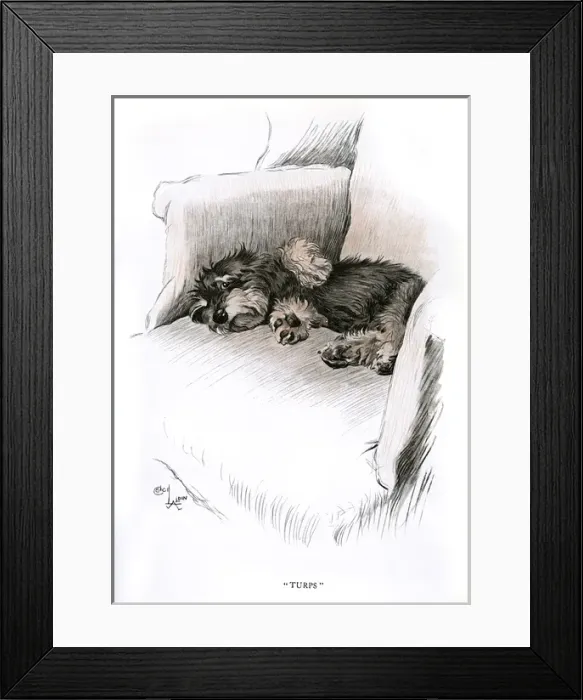 Framed Print : Dachshund puppy lying on a chair Framed Print : Dachshund puppy lying on a chair