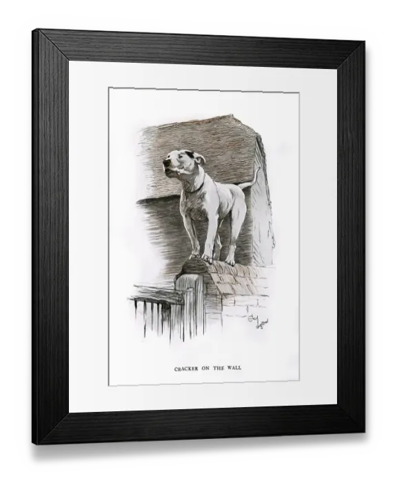 Framed Print : Bull terrier standing on a wall Framed Print : Bull terrier standing on a wall