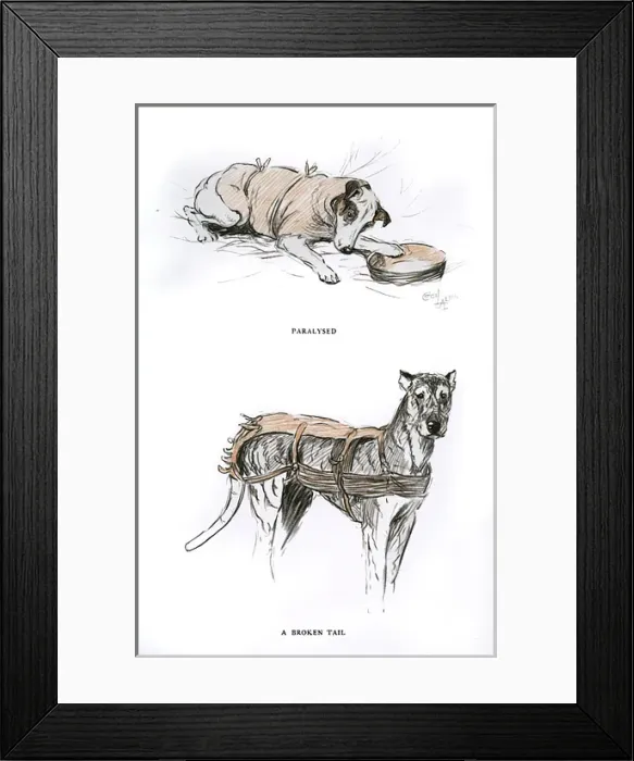 Framed Print : Two dogs at a veterinary hospital in Surrey Framed Print : Two dogs at a veterinary hospital in Surrey