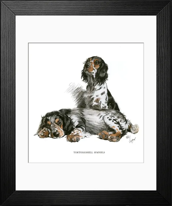 Framed Print : Two tortoiseshell spaniels Framed Print : Two tortoiseshell spaniels