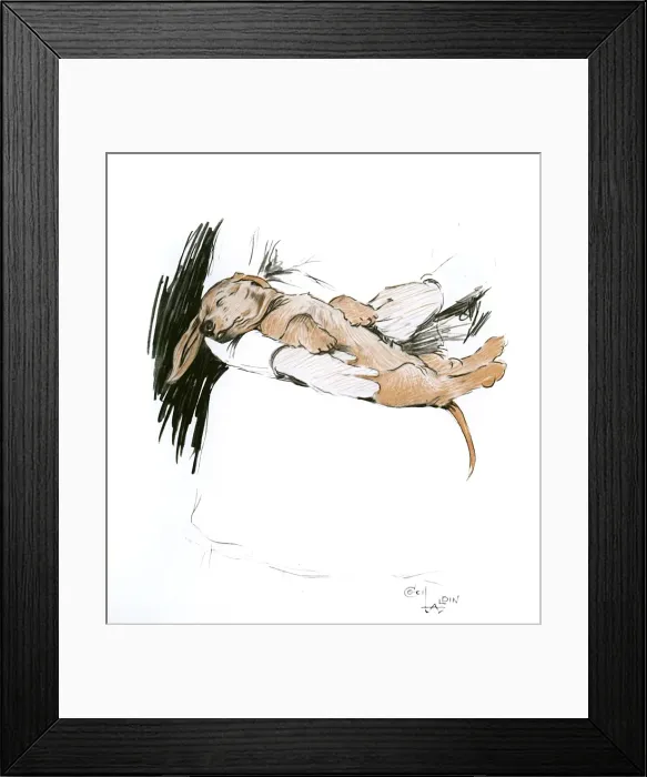 Framed Print : Dachshund puppy being nursed for indigestion Framed Print : Dachshund puppy being nursed for indigestion