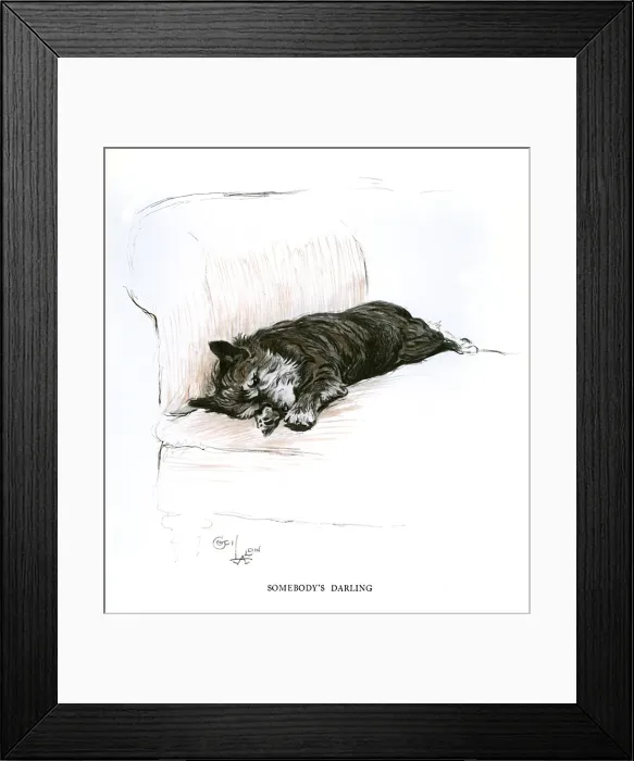 Framed Print : Terrier lying on a sofa Framed Print : Terrier lying on a sofa