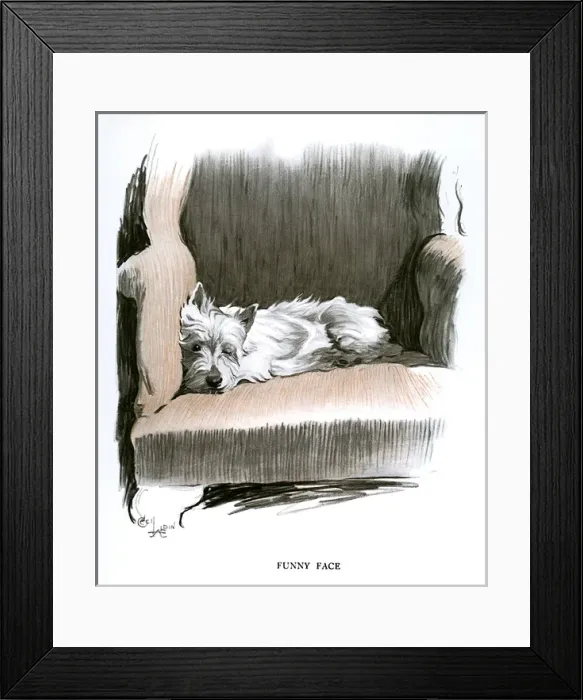 Framed Print : White Scots terrier lying in an armchair Framed Print : White Scots terrier lying in an armchair