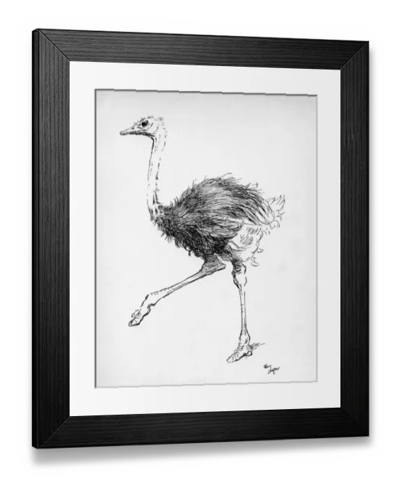 Framed Print : Illustration by Cecil Aldin, The Ostrich