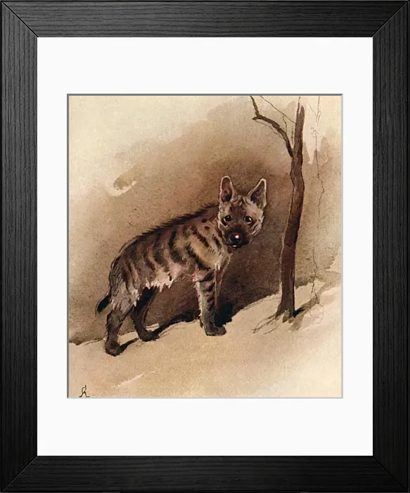 Framed Print : Illustration by Cecil Aldin, The Jackal Framed Print : Illustration by Cecil Aldin, The Jackal