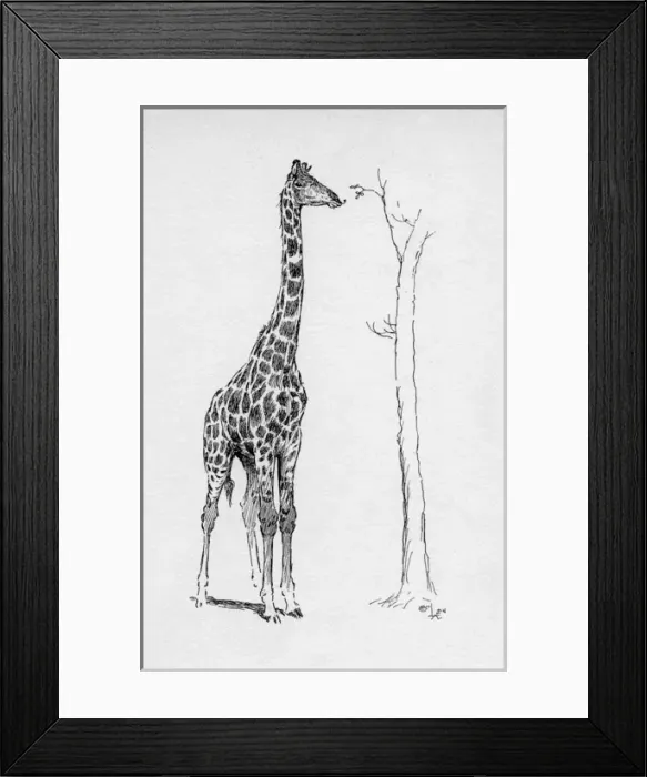 Framed Print : Illustration by Cecil Aldin, The Giraffe Framed Print : Illustration by Cecil Aldin, The Giraffe