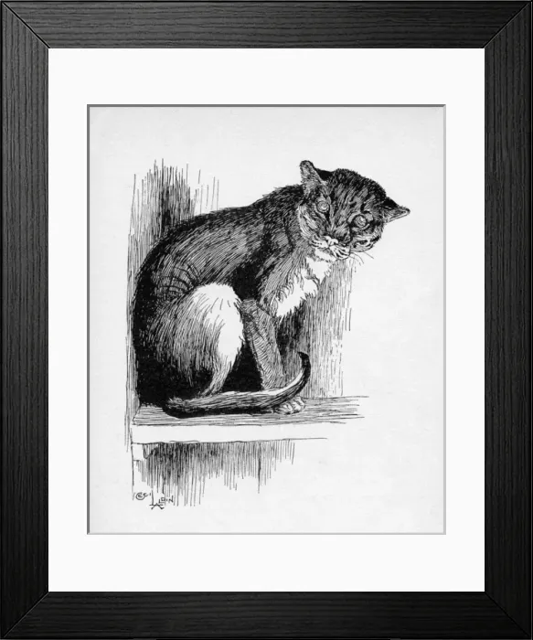 Framed Print : Illustration by Cecil Aldin, The Wild Cat Framed Print : Illustration by Cecil Aldin, The Wild Cat