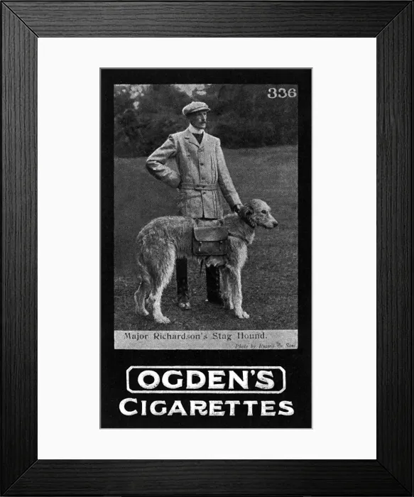Framed Print : War dogs - Major Richardsons stag hounds Framed Print : War dogs - Major Richardsons stag hounds