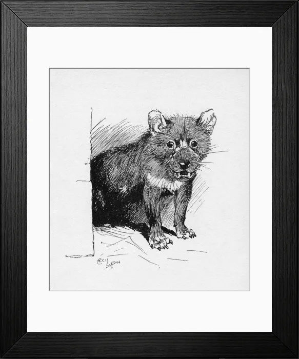 Framed Print : Illustration by Cecil Aldin, The Tasmanian Devil Framed Print : Illustration by Cecil Aldin, The Tasmanian Devil