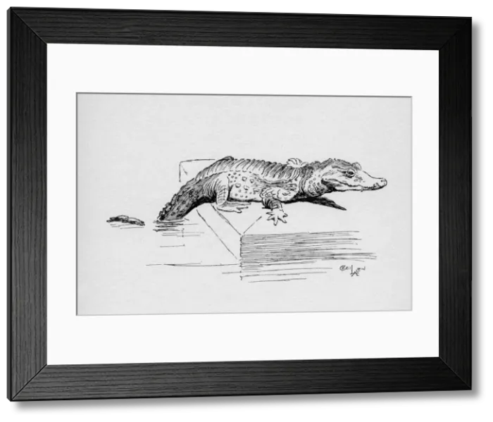 Framed Print : Illustration by Cecil Aldin, The Alligator Framed Print : Illustration by Cecil Aldin, The Alligator