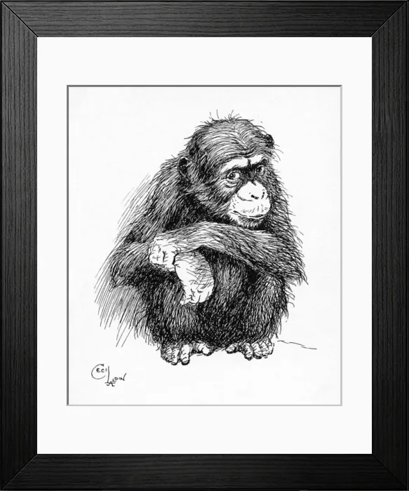 Framed Print : Illustration by Cecil Aldin, The Chimpanzee Framed Print : Illustration by Cecil Aldin, The Chimpanzee