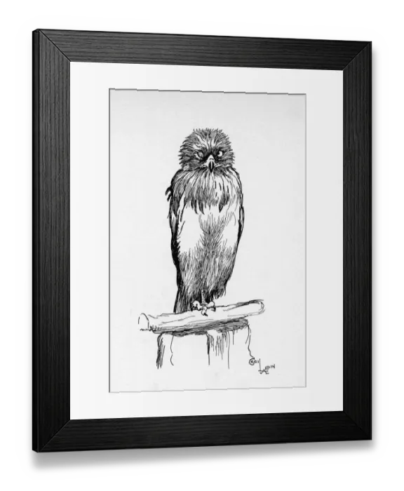 Framed Print : Illustration by Cecil Aldin, The Short-Toed Eagle Framed Print : Illustration by Cecil Aldin, The Short-Toed Eagle