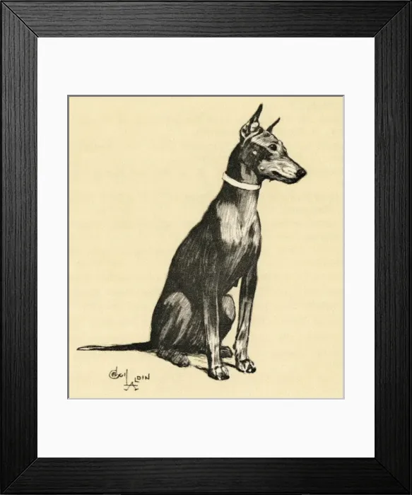 Framed Print : Illustration by Cecil Aldin, a Doberman pinscher Framed Print : Illustration by Cecil Aldin, a Doberman pinscher