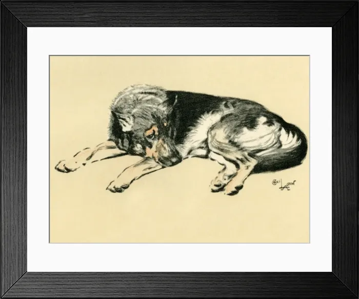 Framed Print : Illustration by Cecil Aldin, Alsatian lying down Framed Print : Illustration by Cecil Aldin, Alsatian lying down