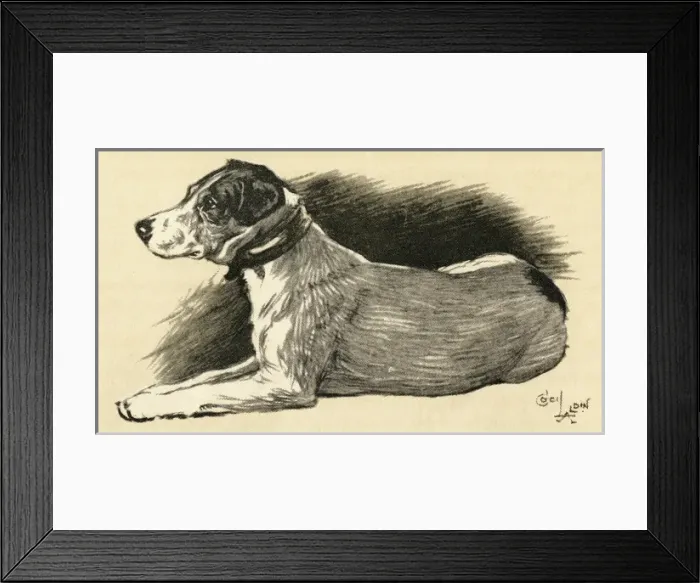 Framed Print : Illustration by Cecil Aldin, a terrier