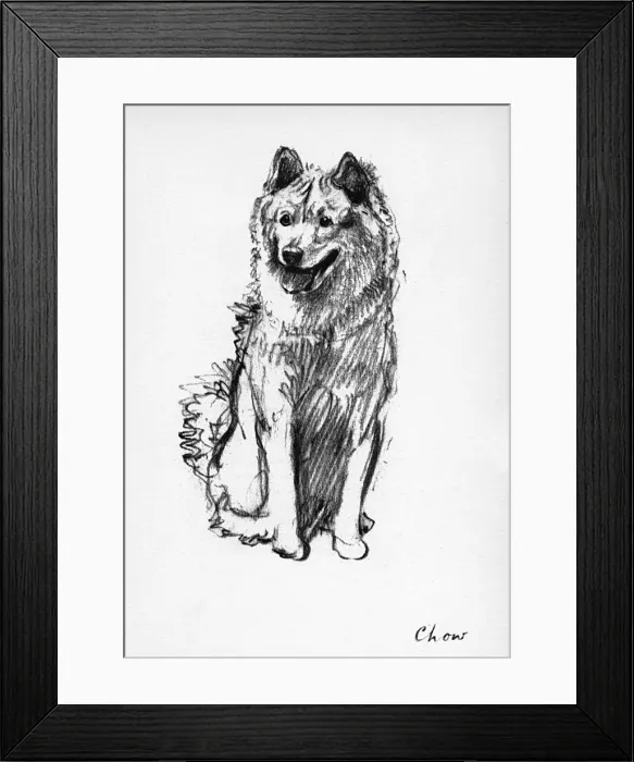 Framed Print : Illustration of a Chow by Cecil Aldin Framed Print : Illustration of a Chow by Cecil Aldin