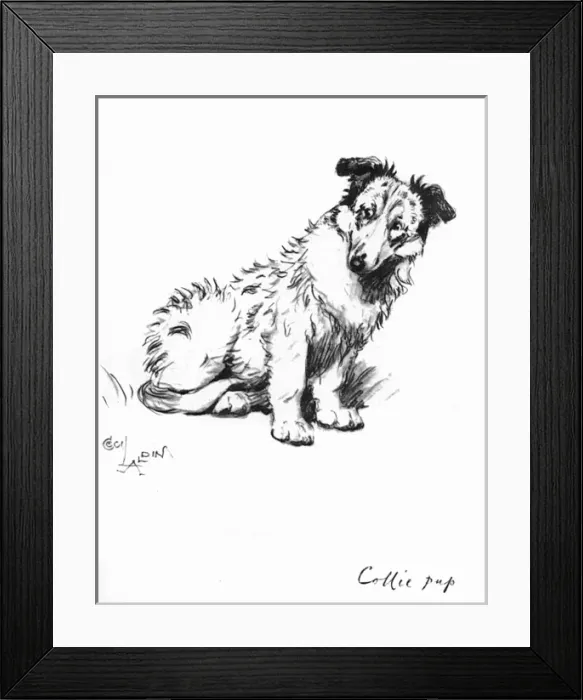 Framed Print : Illustration of a Collie puppy by Cecil Aldin Framed Print : Illustration of a Collie puppy by Cecil Aldin