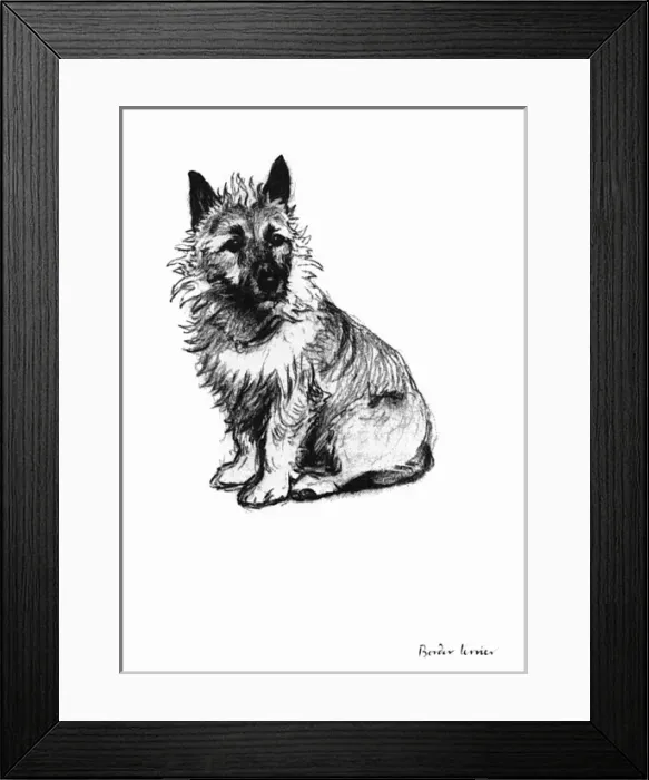 Framed Print : Illustration of a Border terrier by Cecil Aldin Framed Print : Illustration of a Border terrier by Cecil Aldin