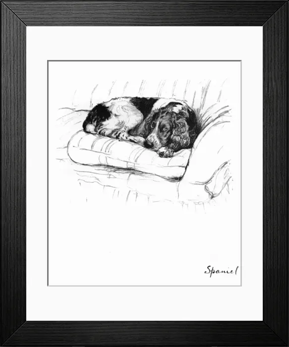 Framed Print : Illustration of a Spaniel by Cecil Aldin Framed Print : Illustration of a Spaniel by Cecil Aldin