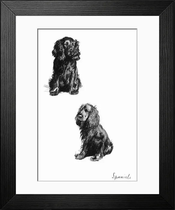 Framed Print : Sketches of Spaniels by Cecil Aldin Framed Print : Sketches of Spaniels by Cecil Aldin