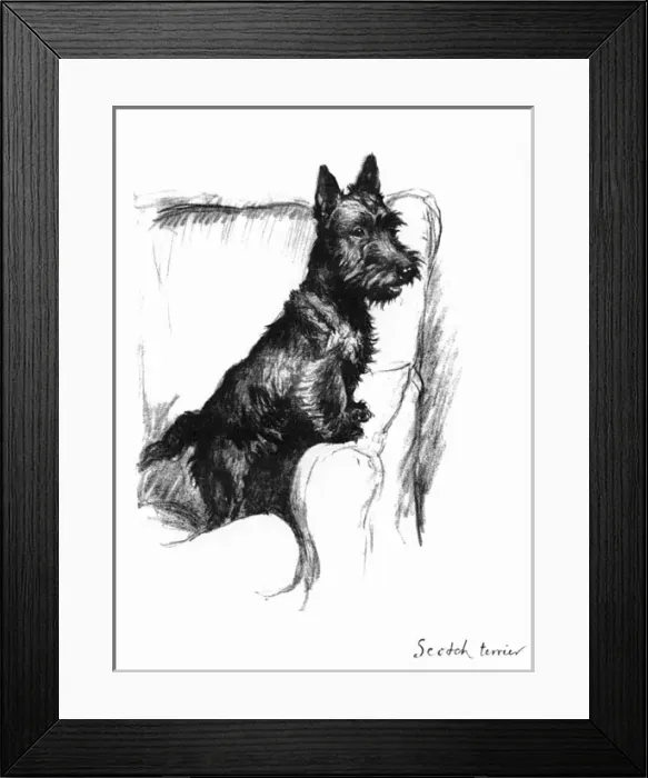 Framed Print : Illustration of a Scots terrier by Cecil Aldin Framed Print : Illustration of a Scots terrier by Cecil Aldin