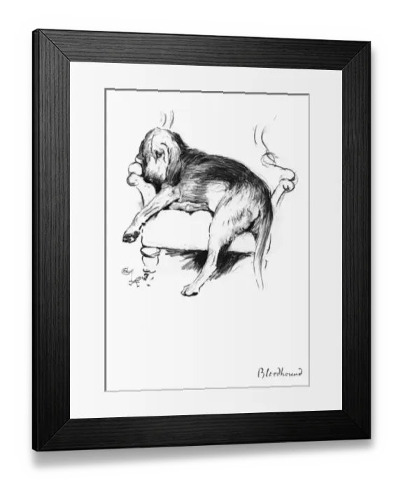 Framed Print : Illustration of a Bloodhound by Cecil Aldin Framed Print : Illustration of a Bloodhound by Cecil Aldin