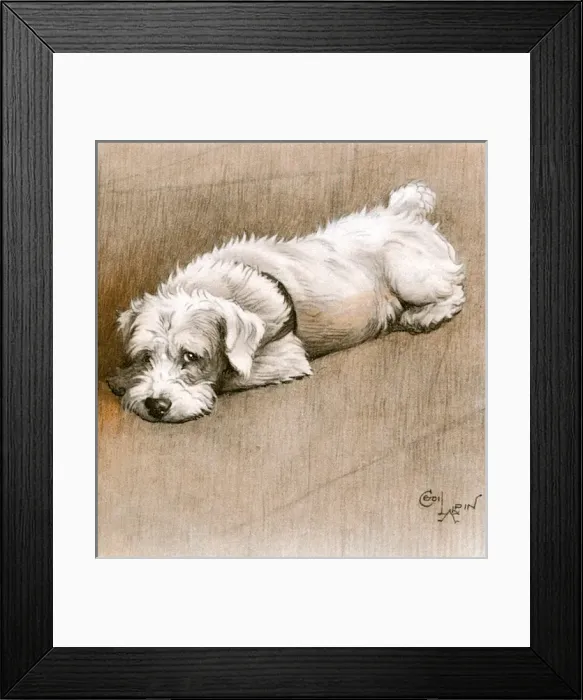 Framed Print : Illustration of a Sealyham terrier by Cecil Aldin Framed Print : Illustration of a Sealyham terrier by Cecil Aldin
