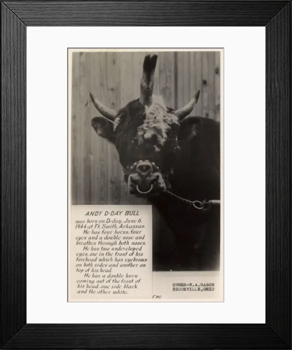 Framed Print : Andy the D-Day Bull of Brookville, Ohio, USA Framed Print : Andy the D-Day Bull of Brookville, Ohio, USA