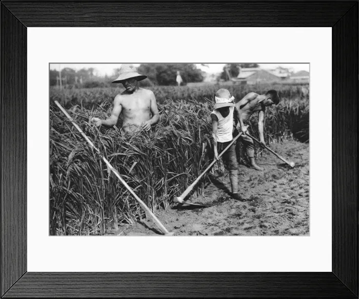 Framed Print : three Japanese rice farmers Framed Print : three Japanese rice farmers