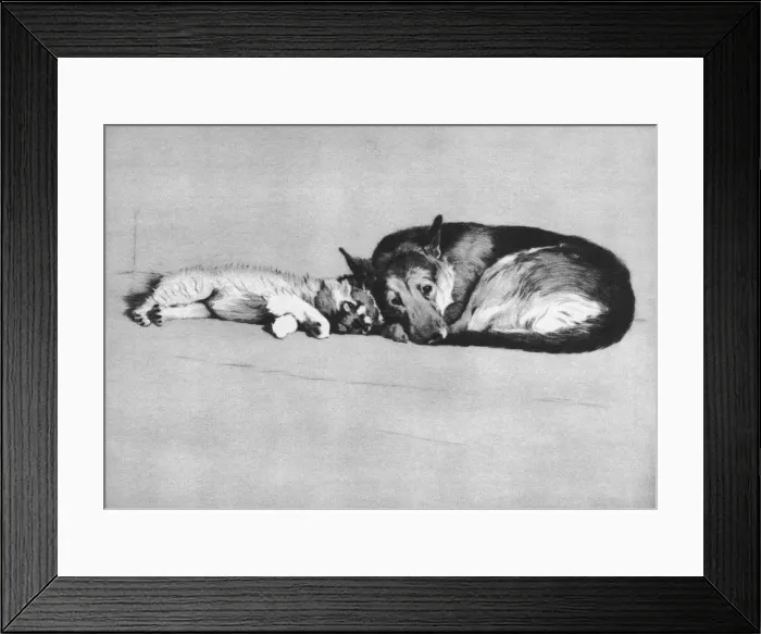 Framed Print : Illustration by Cecil Aldin, Dogs of Every Day Framed Print : Illustration by Cecil Aldin, Dogs of Every Day