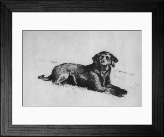 Framed Print : Illustration by Cecil Aldin, Dogs of Every Day Framed Print : Illustration by Cecil Aldin, Dogs of Every Day